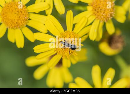 ANT Damsel Bug (Himacerus mirmicoides) - nymphe se nourrissant sur Ragwort Banque D'Images