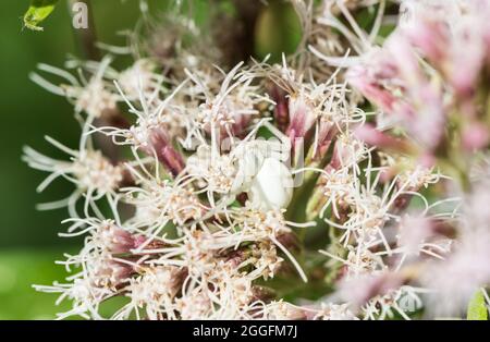 Araignée de crabe de fleur (Misumena vatia) Banque D'Images