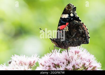 L'amiral rouge (Vanessa atalanta) se nourrissant du chanvre-Agrimony Banque D'Images