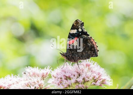 L'amiral rouge (Vanessa atalanta) se nourrissant du chanvre-Agrimony Banque D'Images