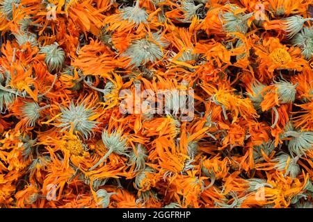 Fond sain de fleurs de calendula. Pétales et bourgeons de marigold séchés, vue du dessus. Banque D'Images