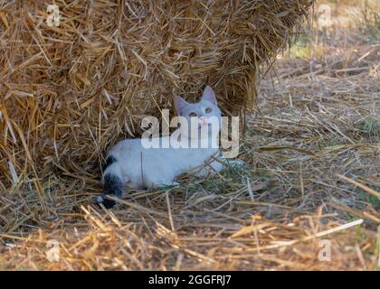 Un chat paresseux blanc se posant à l'ombre de la balle de paille et regardant sur le papillon si champ, la vie domestique d'animal de compagnie dans la campagne Banque D'Images