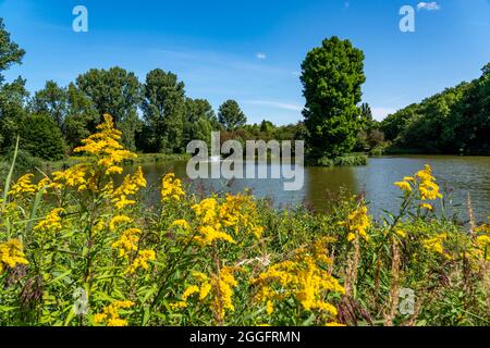 Le parc du château à Herten, Schlosseich, étang, île d'un seul arbre, NRW, Allemagne, Banque D'Images
