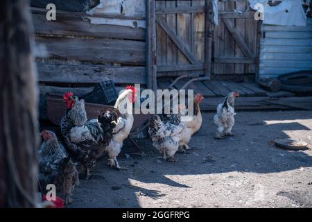 les coqs et les poulets marchent dans la cour de la grange Banque D'Images