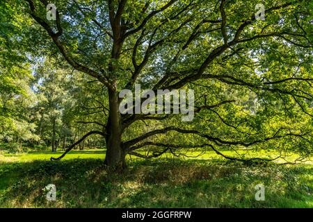 Le parc du château à Herten, Schlosseich, ancien arbre unique NRW, Allemagne, Banque D'Images