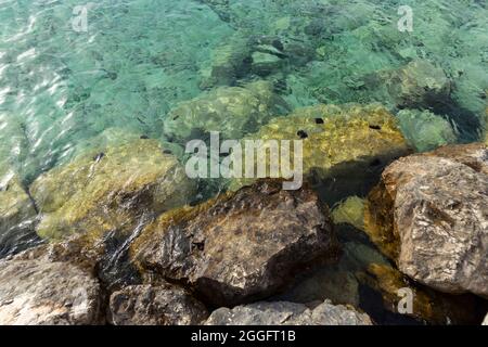 Grandes pierres submergées dans les échalotes de la belle mer Adriatique turquoise, couvertes d'oursins Banque D'Images