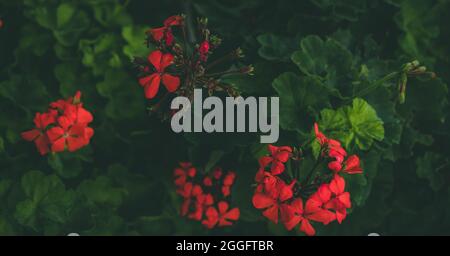 Gros plan de fleurs rouges dans le jardin, botanique Banque D'Images