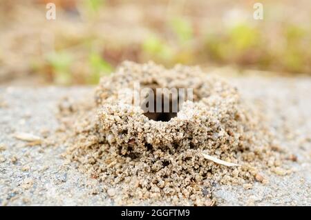 Cliché sélectif d'un anthill dans la prairie Banque D'Images