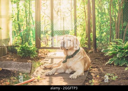 Mignon fauve Labrador se trouve sur un chemin dans le jardin Banque D'Images