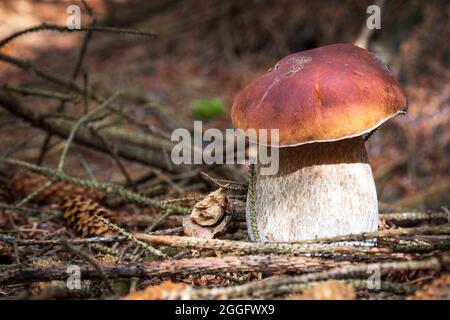 CEP alias penny bun ou porcini champignons poussant sauvage sur le sol de la forêt. Parfois appelé roi des champignons pour leur grande saveur. Banque D'Images
