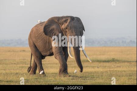 Big Tusker Elephant Marche à travers les Prairies avec des Egrets de bovins Banque D'Images