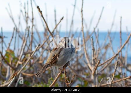 Un moineau est assis sur une branche. Portrait d'un moineau perché sur le fond de la mer bleue et du ciel. La faune sauvage, les oiseaux urbains demandent Banque D'Images