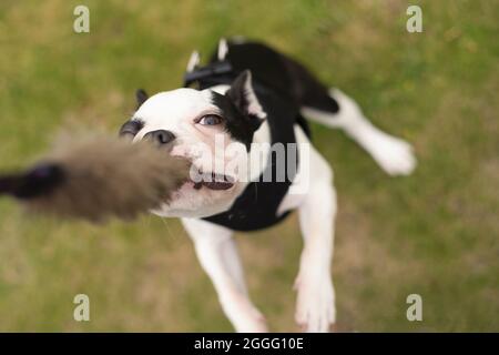 Boston Terrier chiot tenant une corde de traction avec une extrémité de fourrure elle est dehors jouant sur l'herbe, portant un harnais noir. Banque D'Images