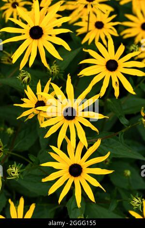 Les têtes de fleurs jaunes de la fleur conique du DEAM. Banque D'Images