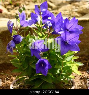 Les fleurs bleu vif de Platycodon grandiflorus Astra Blue. Banque D'Images