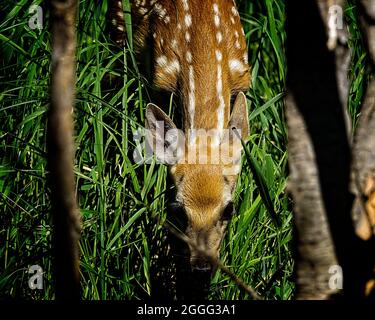Le cerf de Virginie Banque D'Images