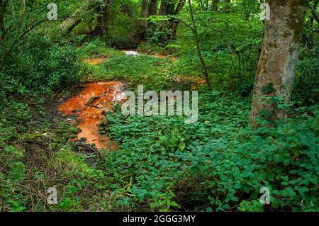 Ruisseau Ochreous, coloré à l'oxyde de fer, courant des vieux travaux de charbon à travers d'anciens allotissements dans le bois de Highcliffe, Bents Green, Sheffield. Banque D'Images