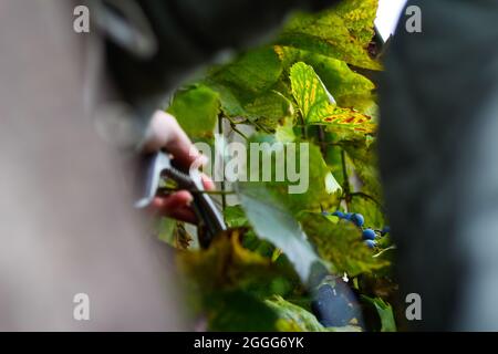 Defocus femme coupant bouquet de raisin par des ciseaux. Raisins de vin rouge sur la vigne dans le vignoble, gros plan. Viticulteur récolte des raisins. Les mains de femmes coupantes les raisins Banque D'Images