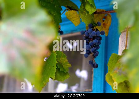 Flou artistique sur les raisins mûrs suspendus près de la fenêtre bleue à l'extérieur. Un bouquet de raisins bleus mûrs en gros plan. Feuilles vertes jaunes sèches. Récolte de raisins dans le vignoble. Banque D'Images