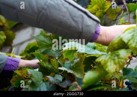 Defocus femme tapage raisin. Raisins de vin rouge sur la vigne dans le vignoble, gros plan. Viticulteur récolte des raisins. Les mains des femmes coupantes des raisins pendant le Banque D'Images