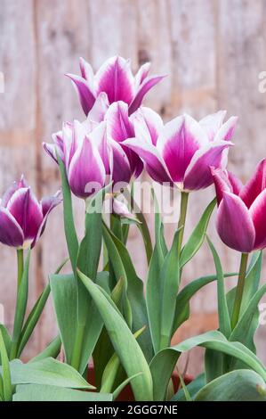 Gros plan de tulipa Claudia. Une tulipe à fleurs de printemps bicolore pourpre et blanc appartenant au groupe de tulipes à fleurs de Lily Division 6 Banque D'Images