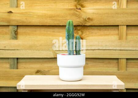 Joli cactus vert allongé en pot blanc sur un morceau de bois et un fond en bois non verni Banque D'Images