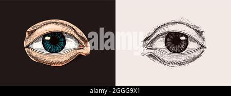 La biologie humaine, l'anatomie des organes. illustration gravée à la main dans le vieux style vintage et croquis détaillés ou des yeux visage. voir ou regarder. Illustration de Vecteur