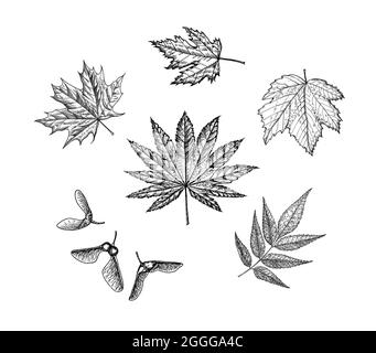 Feuille d'érable. Feuilles d'automne dans un style d'esquisse. Illustration vectorielle isolée sur fond blanc. Style de dessin vintage dessiné à la main. Plante ou herbe. Acer Illustration de Vecteur