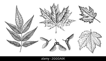 Feuille d'érable. Feuilles d'automne dans un style d'esquisse. Illustration vectorielle isolée sur fond blanc. Style de dessin vintage dessiné à la main. Plante ou herbe. Acer Illustration de Vecteur