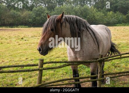 Genk, Belgique - 11 août 2021 : Domein Bokrijk. Gros plan d'un cheval de travail belge de couleur roan sur un pâturage derrière la clôture. Banque D'Images
