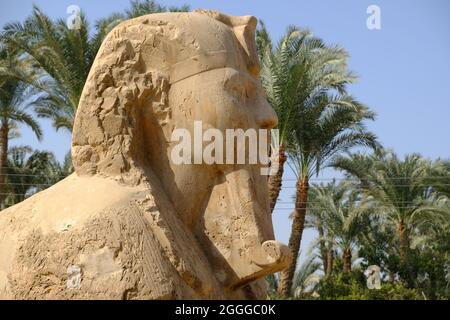 Égypte le Caire - Sphinx de Memphis Banque D'Images