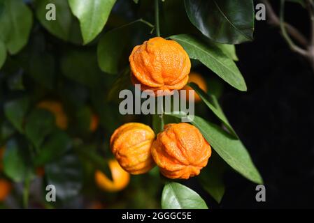 Kikudaidai, orange amère, pousse au Japon. Banque D'Images