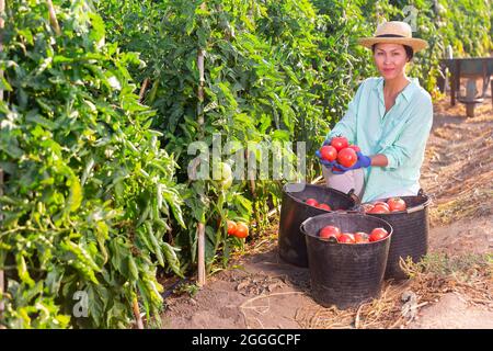 Femme paysanne asiatique réussie montrant la récolte de tomates à la ferme Banque D'Images