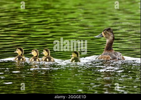 Une famille de canards à col annulaire 'Aythya collaris', pour nager dans l'eau verte réfléchissante dans les régions rurales du Canada de l'Alberta Banque D'Images