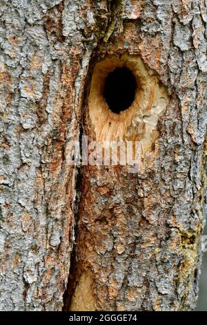 Un trou profond construit par un pic de bois et maintenant utilisé comme nid pour une certaine famille d'oiseaux Banque D'Images