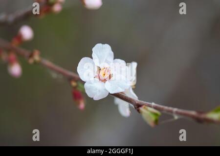 Délicate fleur blanche sur une branche au printemps. Banque D'Images