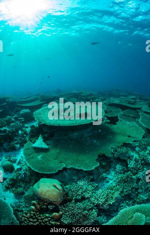 Jardin de Corail Banque D'Images