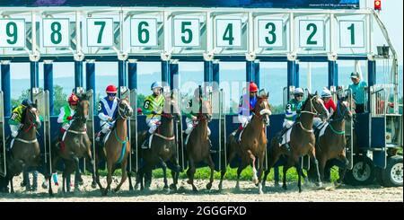 Commencez la course à cheval dans l'hippodrome de Pyatigorsk. Banque D'Images