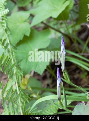 Fleurs d'iris sauvages dans les bois de l'Oregon Banque D'Images