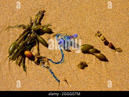 Dangereux man-o-war du Pacifique connu sous le nom de Blue Bottle lavé sur Pebbly Beach en Nouvelle-Galles du Sud Banque D'Images