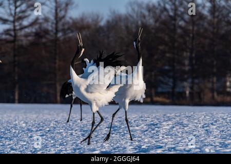 Grue japonaise sur la neige Banque D'Images