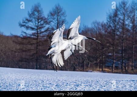 Grue japonaise sur la neige Banque D'Images