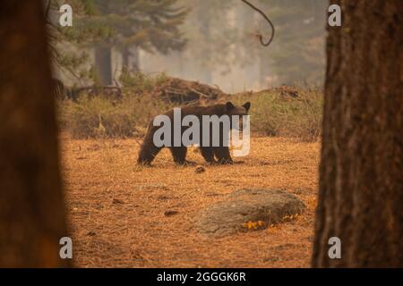 El Dorado County, États-Unis. 31/08/2021, un ours blessé lutte pour marcher avec des pattes de devant brûlées dans la communauté de Meyers, dans le comté d'El Dorado, en Californie. Le feu a traversé les montagnes de la Sierra Nevada et a brûlé lundi dans le bassin du lac Tahoe, provoquant des évacuations massives et déplaçant un grand nombre de faune. Banque D'Images