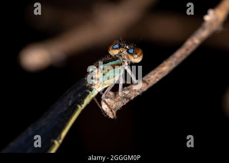 Damselfly adulte à ailes étroites de la famille des Coenagrionidae Banque D'Images