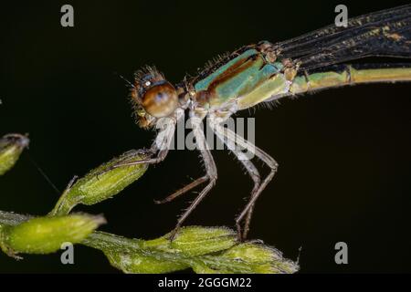 Damselfly adulte à ailes étroites de la famille des Coenagrionidae Banque D'Images