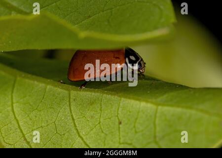 Adulte immaculée Lady Beetle de l'espèce Cyclone sanguinea Banque D'Images