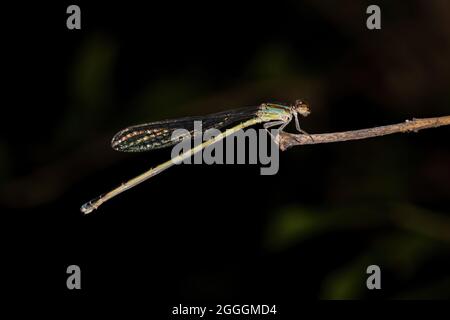 Damselfly adulte à ailes étroites de la famille des Coenagrionidae Banque D'Images