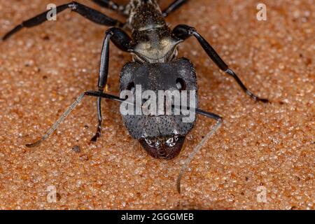 Sucre doré chatoyant Ant de l'espèce Camponotus sericeiventris de caste soldat sur le sable Banque D'Images