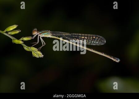 Damselfly adulte à ailes étroites de la famille des Coenagrionidae Banque D'Images