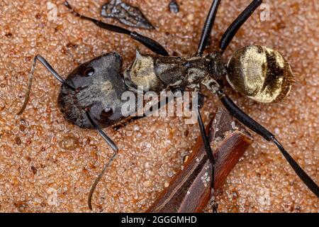 Sucre doré chatoyant Ant de l'espèce Camponotus sericeiventris de caste soldat sur le sable Banque D'Images